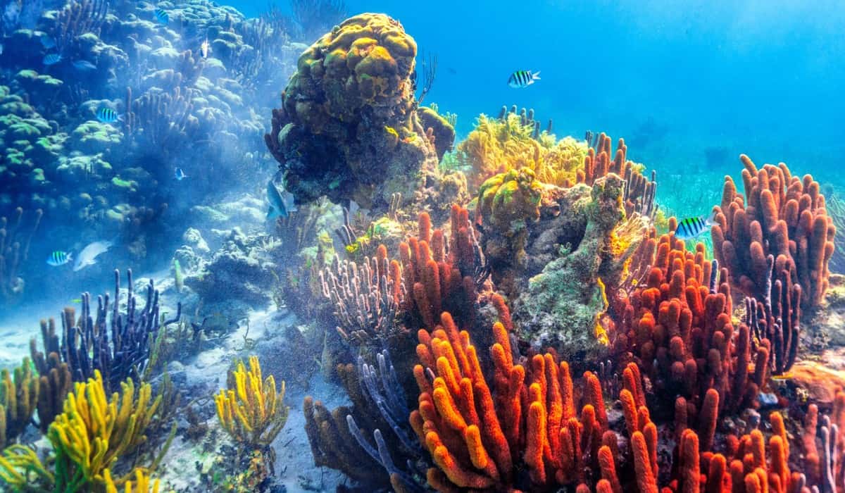 Colourful coral reef with tropical fish in shallow water near the Whitsundays islands on the Great Barrier Reef