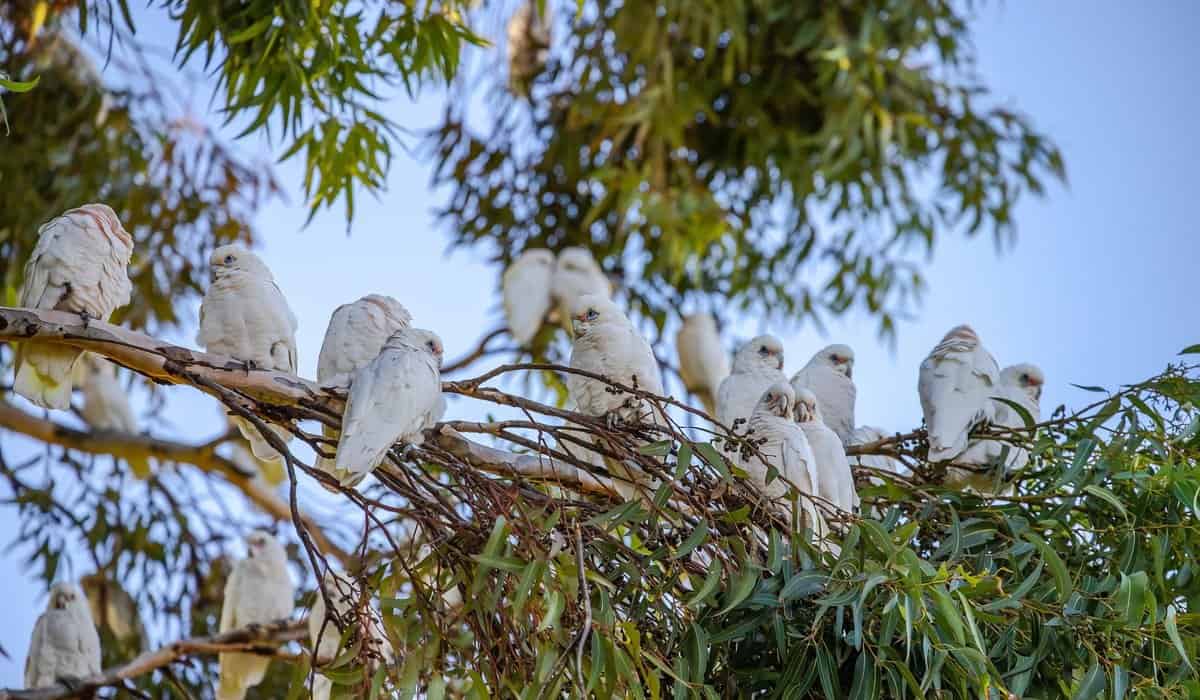 Little corella parrots resting in a eucalyptus tree in South Australia