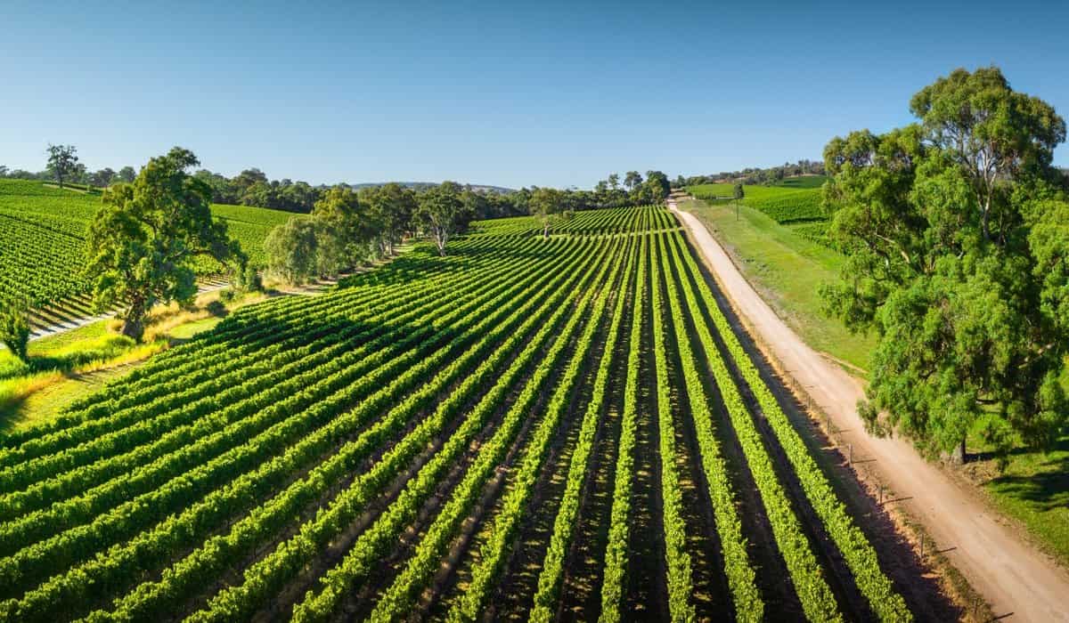 Vineyards in the Adelaide Hills wine region, South Australia