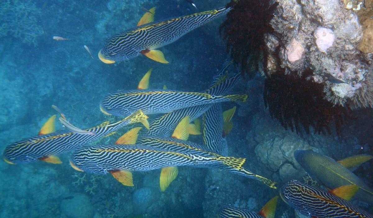 Tropical fish swimming on the Great Barrier Reef near Cairns