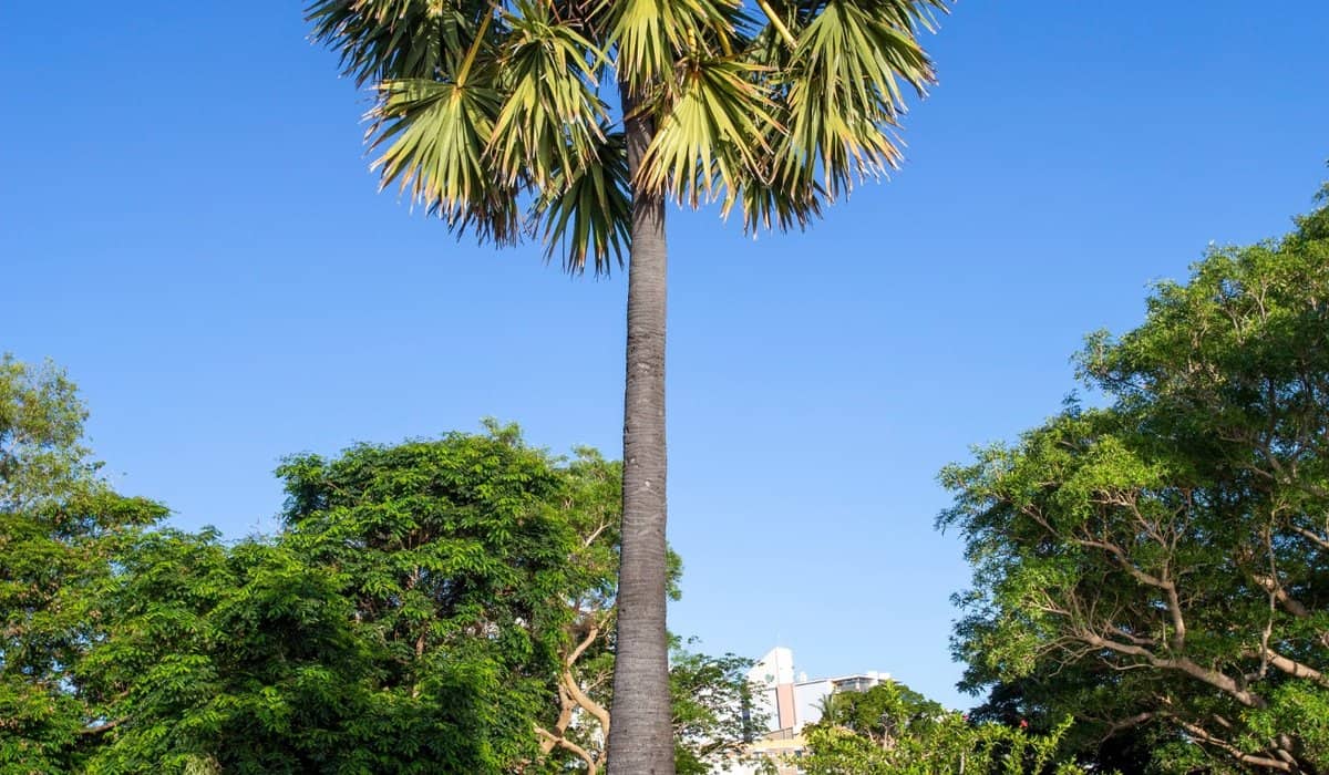Bicentennial Park and Darwin Esplanade with tropical gardens in the city centre
