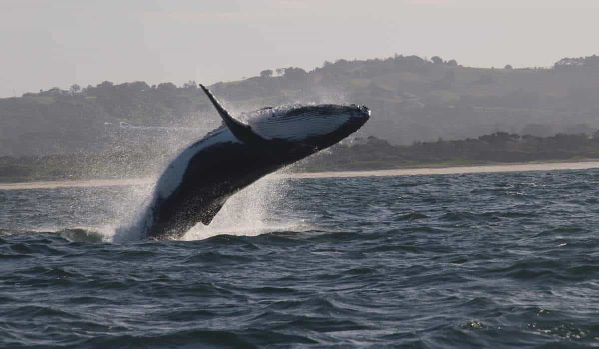 Humpback whale breaching off the coast of Byron Bay, New South Wales