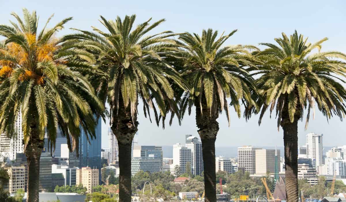 Palm trees at Kings Park overlooking Perth city