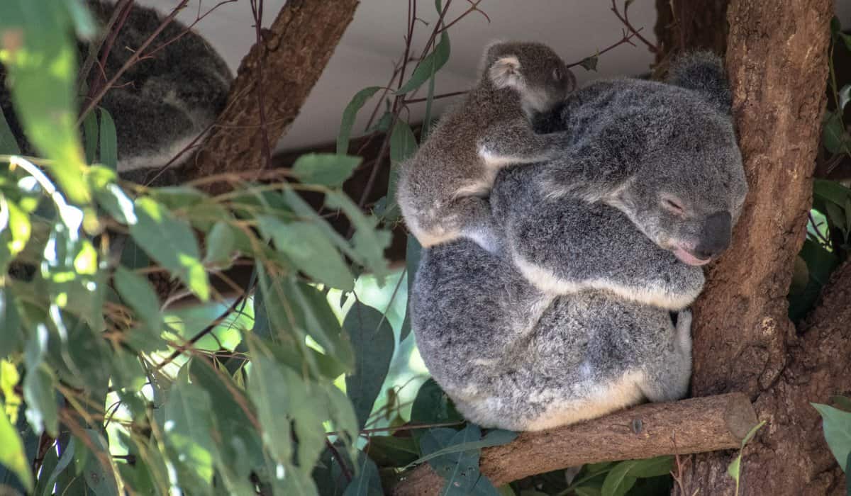 Koala resting in a eucalyptus tree with her joey clinging to her back at Lone Pine Koala Sanctuary