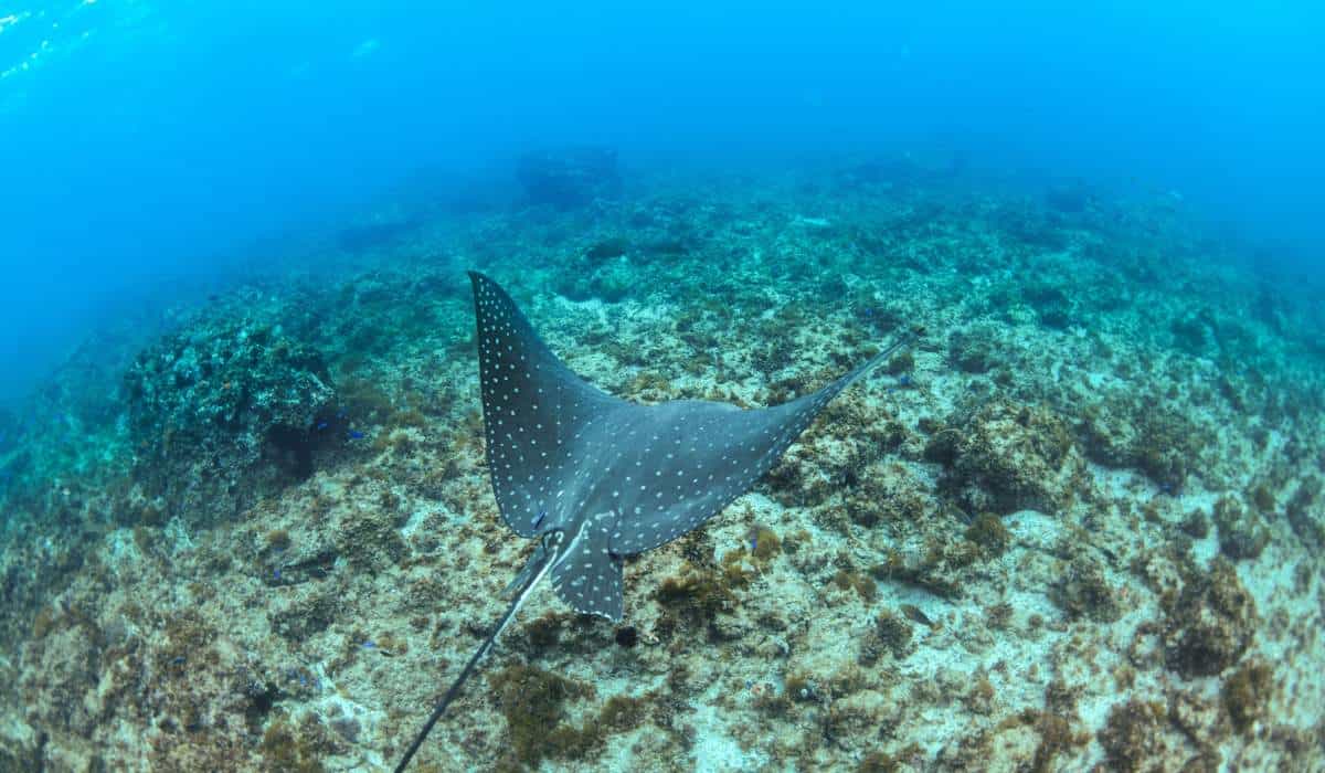 Stingray gliding over the ocean floor near Byron Bay